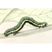 Belted Beauty Lycia zonaria a large egg batch